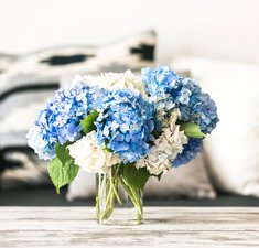 Bouquet of hortensia flowers on modern wooden coffee table and cozy sofa with pillows